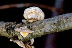 Hairy Curtain Crust [Stereum hirsutum ?]