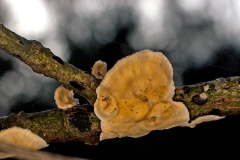 Hairy Curtain Crust [Stereum hirsutum ?]