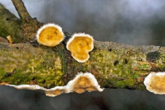 Hairy Curtain Crust [Stereum hirsutum ?]