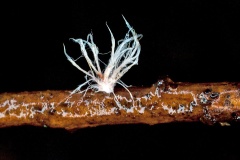 fungus [unidentified]