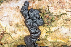 Black Witches' Butter  [Exidia glandulosa]
