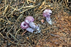 Blewit mushrooms [Collybia sp.]