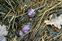 Blewit mushrooms [Collybia sp.]