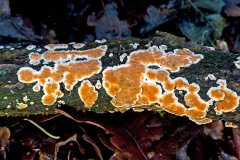 Ochre Spreading Tooth [Steccherinum ochraceum]