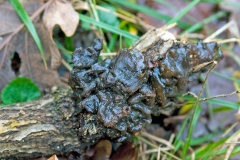 Black Witches' Butter  [Exidia glandulosa]