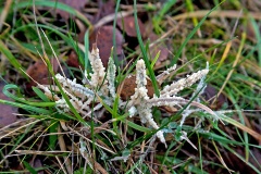 Dog Sick Slime Mould [Didymium spongiosum]