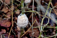 Dog Sick Slime Mould [Didymium spongiosum]