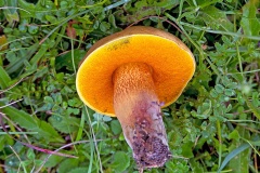 ‘Bolete’ mushroom [ID unknown]
