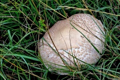 ‘Agaric’ mushroom [ID unknown]