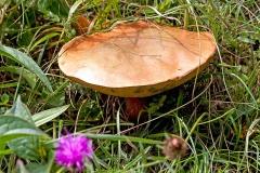 ‘Bolete’ mushroom [ID unknown]