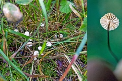 Collared Parachute [Marasmius rotula]