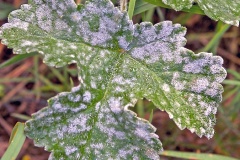 powdery mildew [Erysiphe heraclei?]