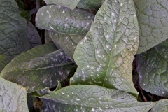 powdery mildew [Golovinomyces asperifoliorum?]