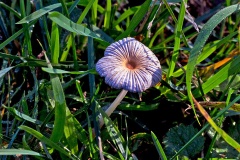 Pleated Inkcap [Parasola plicatilis?]