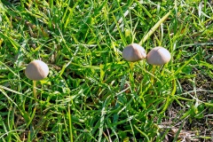 mottlegills [Panaeolus? sp.]