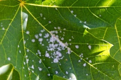 powdery mildew [Sawadaea sp.?]