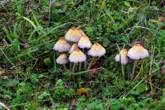 Mica Cap [Coprinellus micaceus?]