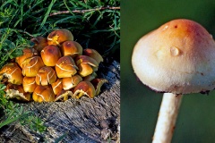 Sulphur Tuft [Hypholoma fasciculare?]