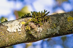 Lichen and moss on a sycamore branch