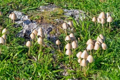 Sulphur Tuft [Hypholoma fasciculare?]
