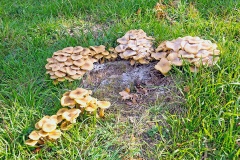 Honey Fungus [Armillaria mellea]