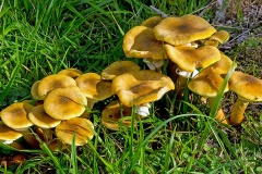Honey Fungus [Armillaria mellea]