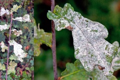 Oak Mildew [Erysiphe alphitoides]