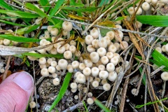 Fairy Inkcap [Coprinellus disseminates?]