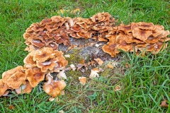 Honey Fungus [Armillaria mellea]