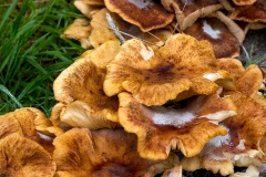 Honey Fungus [Armillaria mellea]