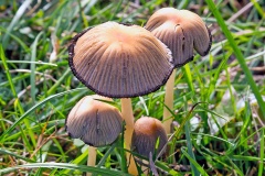 Common Ink Cap [Coprinopsis atramentaria?]