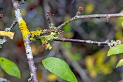 Lichen on blackthorn twigs Lichen on blackthorn twigs