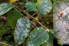 Willow Mildew [Erysiphe adunca]