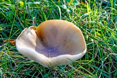 funnel mushroom