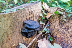 Unidentified fungus