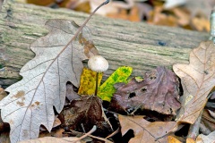 mushroom [unidentified]
