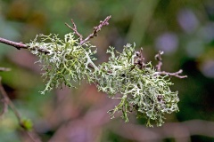 Oakmoss [Evernia prunastri]