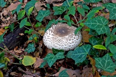 parasol mushroom parasol mushroom