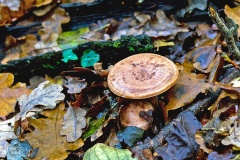 fungus [unidentified]