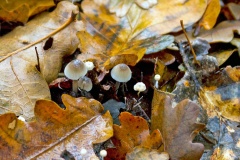 fungus [Marasmius sp.]
