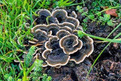 Turkey Tail [Trametes versicolor]