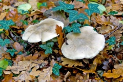 agaric mushroom