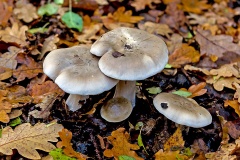 agaric mushroom