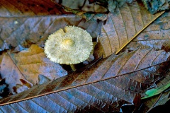 fungus [unidentified]