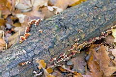 Hairy Curtain Crust [Stereum hirsutum]