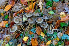 fungus [unidentified]