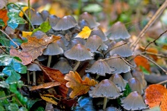 fungus [unidentified]