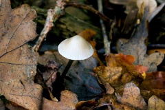 mushroom [genus Mycena]