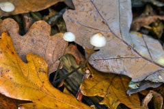 mushrooms [genus Mycena?]