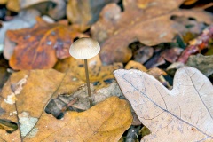 mushroom [genus Mycena?]